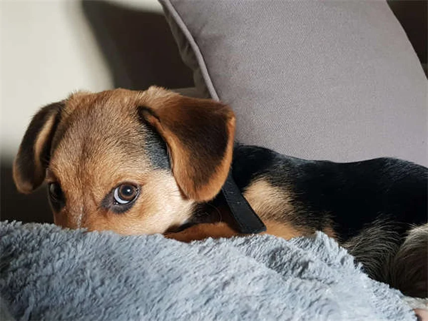 犬のしつけ忘れ理由とトレーニング改善法