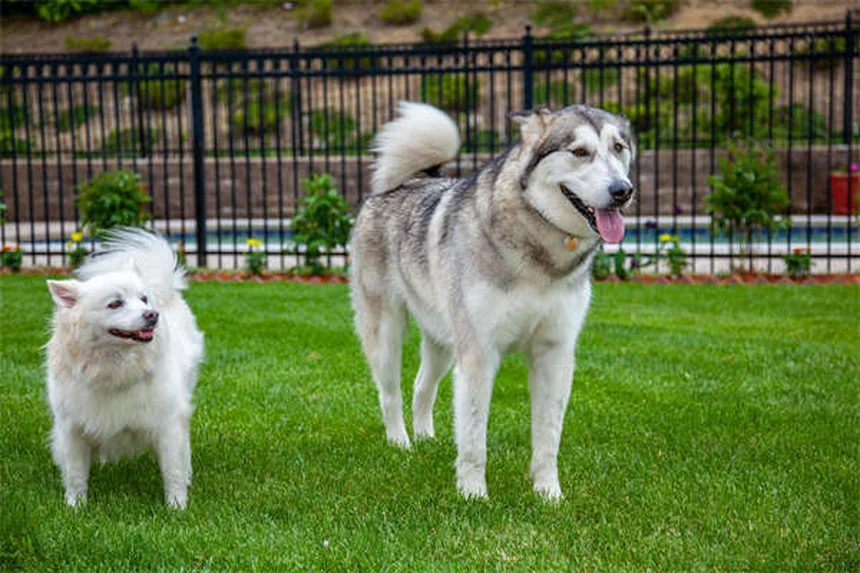 中型犬の正しい飼い方｜健康管理から寿命まで完全ガイド