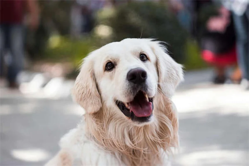 中型犬の正しい飼い方｜健康管理から寿命まで完全ガイド