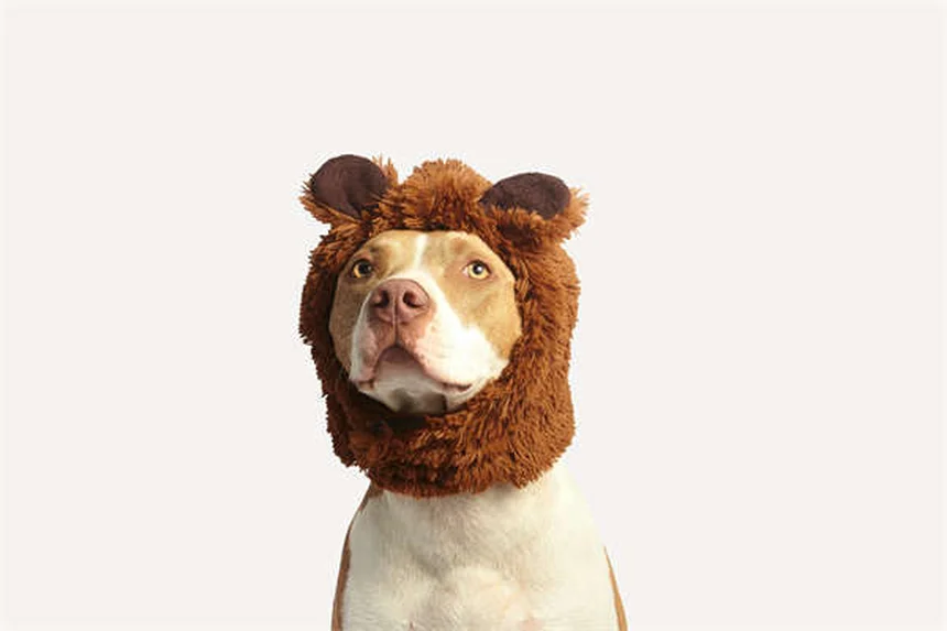 春のペットの危険20選！愛犬・愛猫を守る対策ガイド