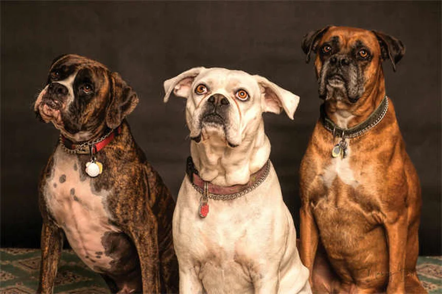 春のペットの危険20選！愛犬・愛猫を守る対策ガイド