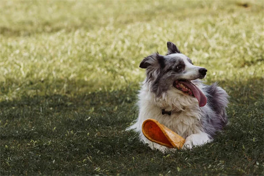犬用コートは必要？プロが教える選び方とおすすめ5選