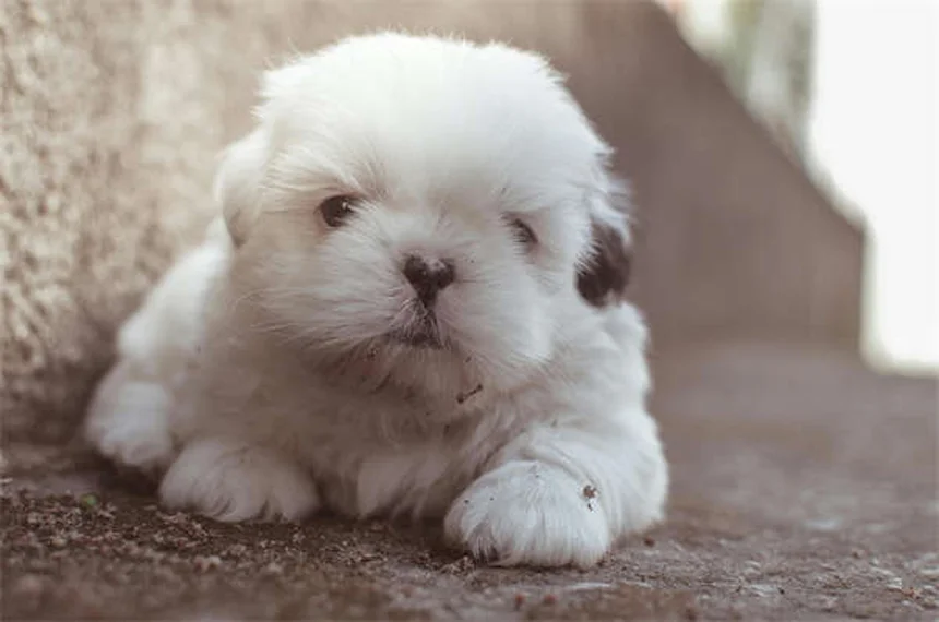 犬用コートは必要？プロが教える選び方とおすすめ5選