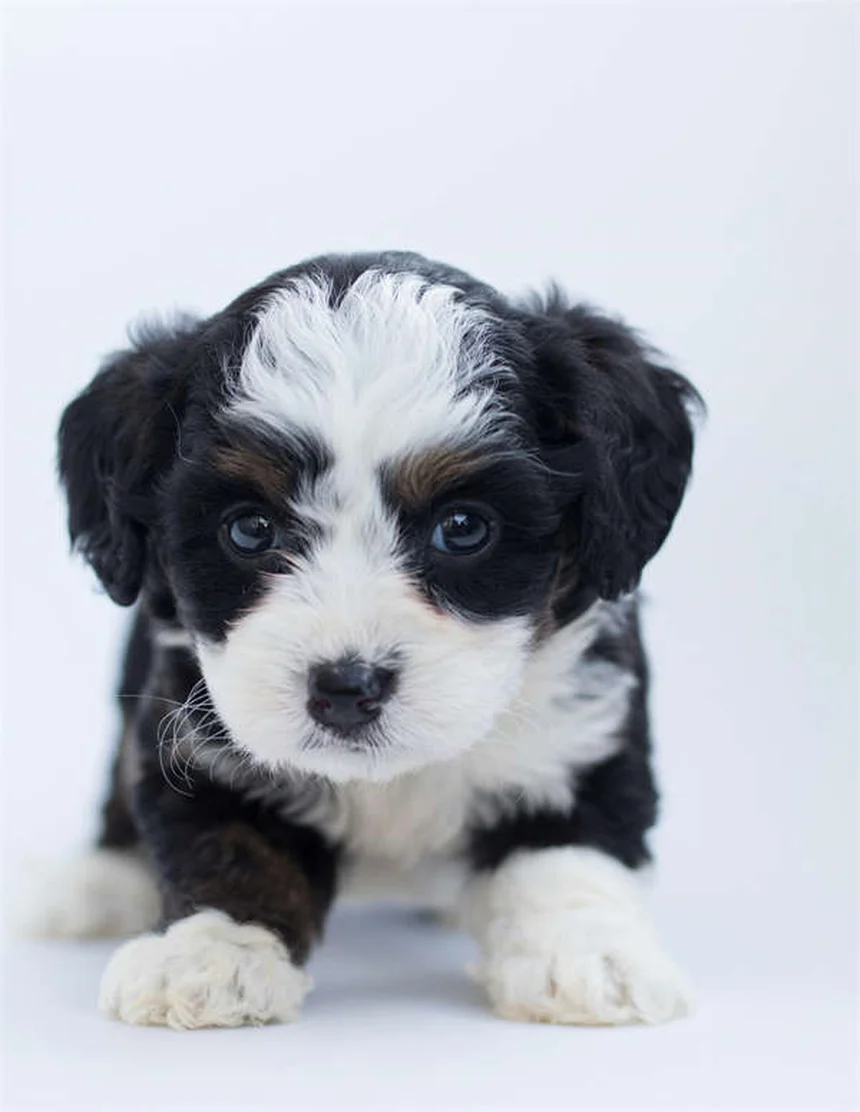 夜間の犬の散歩で安全に過ごす3つのコツと必須アイテム