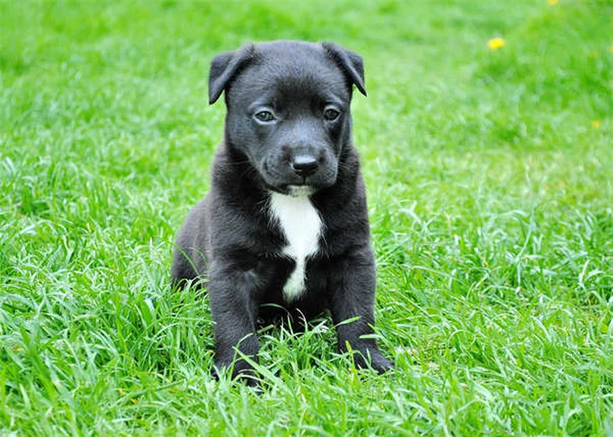 ペットと旅行する時の5つの安全対策｜愛犬・愛猫と楽しい旅を
