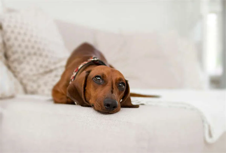 ペットと旅行する時の5つの安全対策｜愛犬・愛猫と楽しい旅を