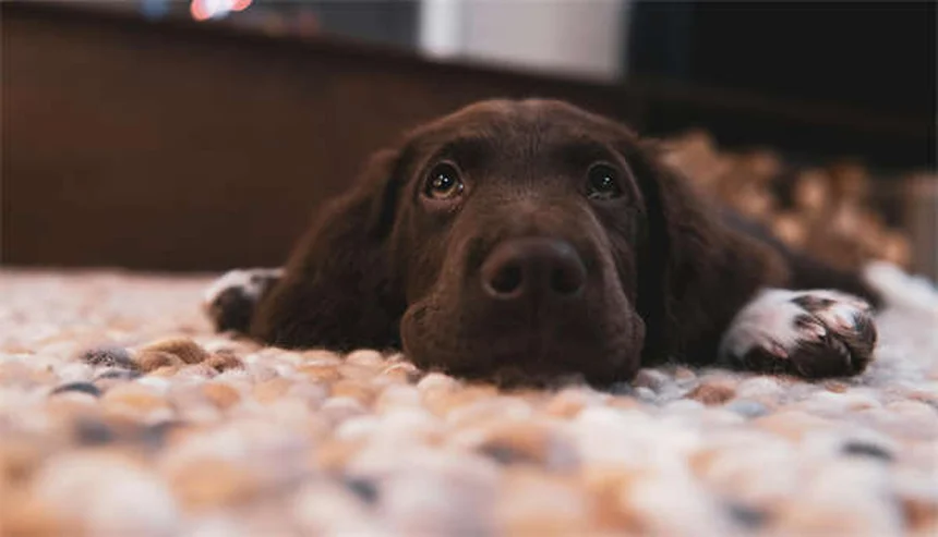 犬に「吠えろ」を教える3つの簡単ステップ【プロ直伝】