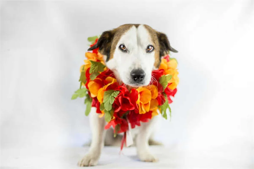 犬のノミ退治完全ガイド｜獣医推奨の駆除方法5選