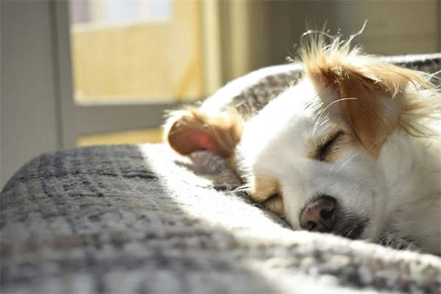 犬の寝相でわかる！愛犬の心理と健康状態をチェックする方法