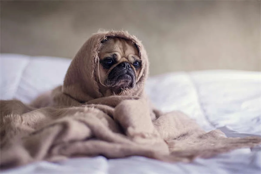 犬がカイロを食べた時の対処法｜緊急時に知っておきたい5つのポイント