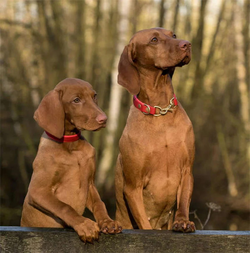 メス犬のマウンティング行動｜7つの原因と正しい対処法