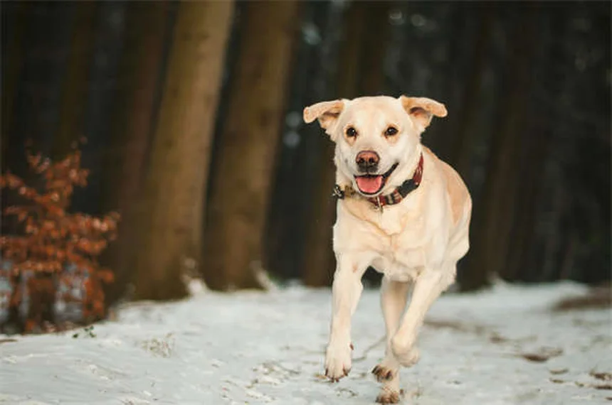 犬のルアーコーシングとは？サイトハウンドの狩猟本能を安全に発揮する方法
