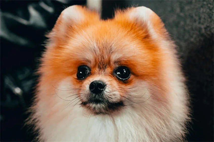 犬の前房出血（Hyphema）とは？症状から治療法まで徹底解説