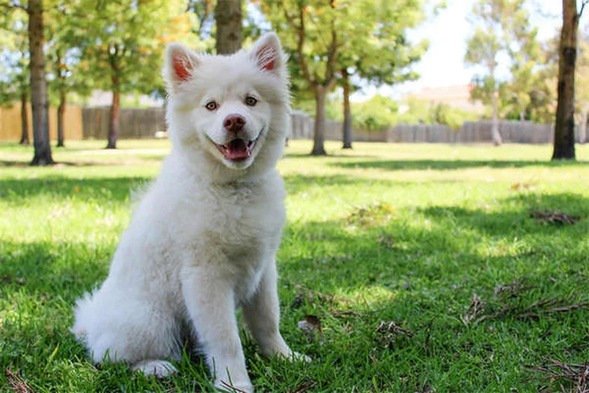 犬の前房出血（Hyphema）とは？症状から治療法まで徹底解説