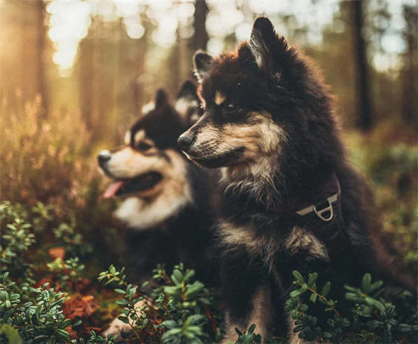犬猫の関節サプリ「コセクイン」と「ダスキン」どっちがいい？徹底比較