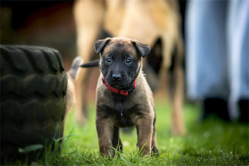 犬猫の関節サプリ「コセクイン」と「ダスキン」どっちがいい？徹底比較