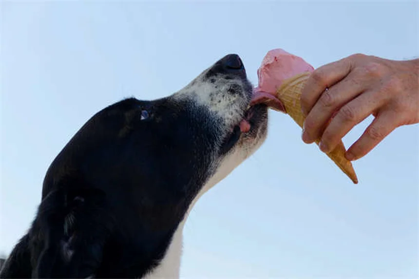 犬猫の関節サプリ「コセクイン」と「ダスキン」どっちがいい？徹底比較