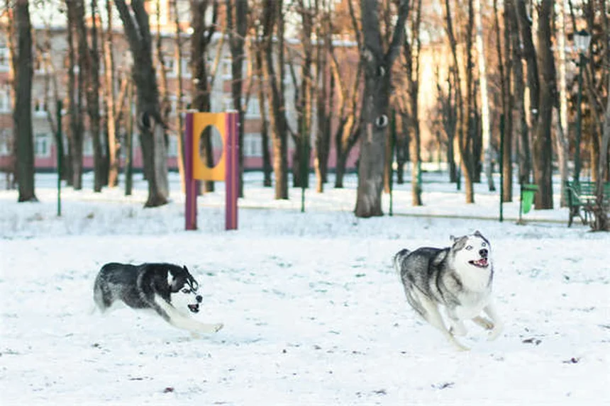 犬が雷を怖がる時の対処法7選｜プロが教える安心対策