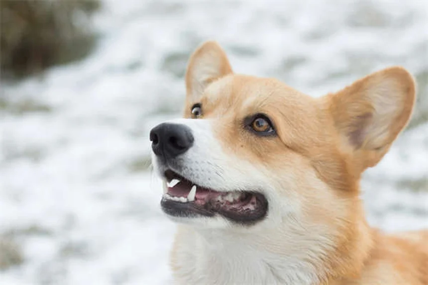 犬が雷を怖がる時の対処法7選｜プロが教える安心対策