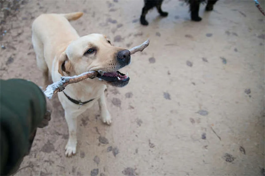 犬のアレルギー症状と治療法｜獣医師が教える正しい対処法5選