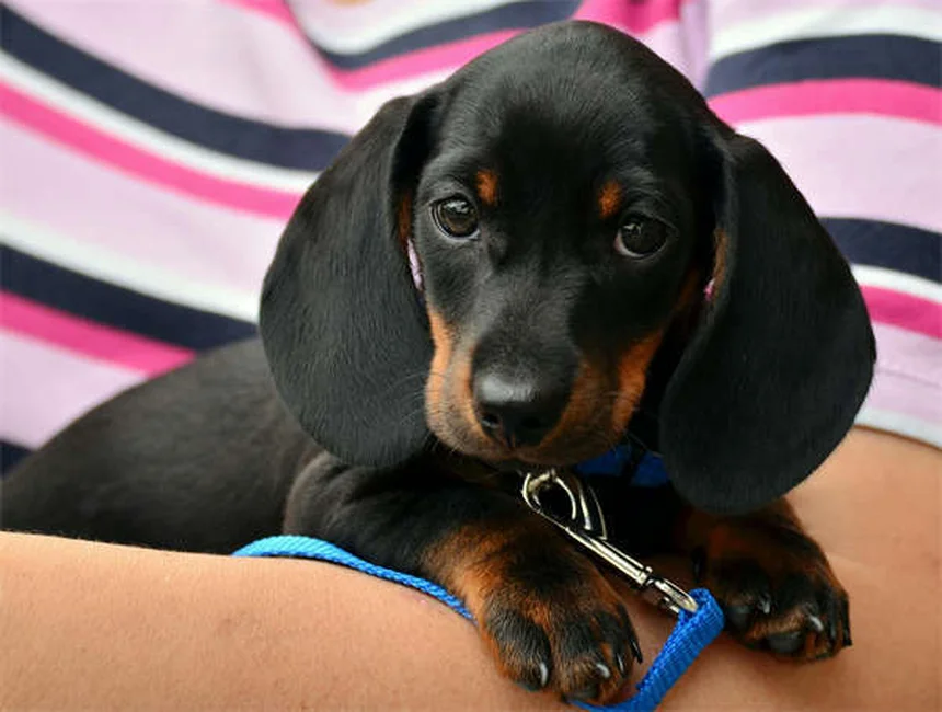 犬のアレルギー症状と治療法｜獣医師が教える正しい対処法5選