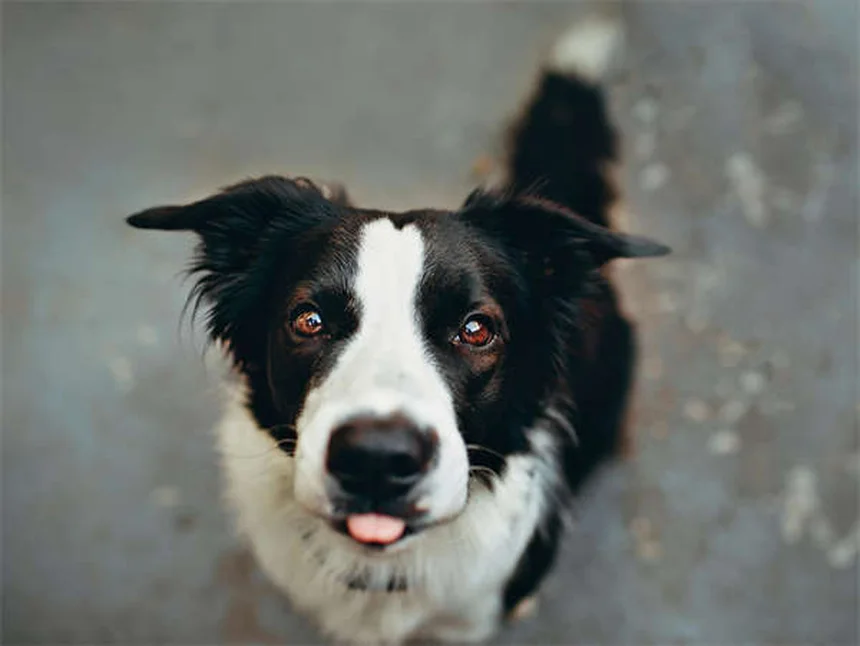 犬の無気力状態の見分け方と対処法【獣医師が解説】