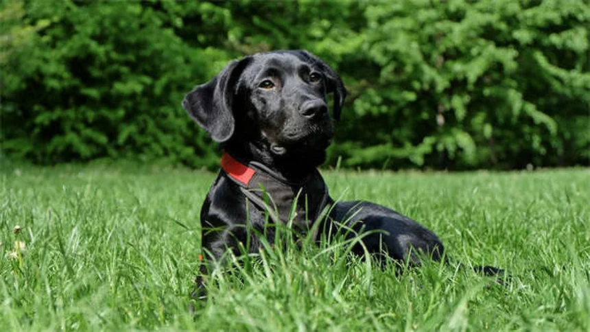 犬パルクールとは？初心者でもできる始め方とコツ