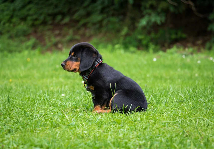犬パルクールとは？初心者でもできる始め方とコツ
