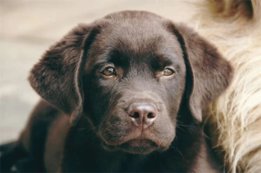 【獣医に聞いた】シメチジンを犬に使う時の安全性と注意点を解説
