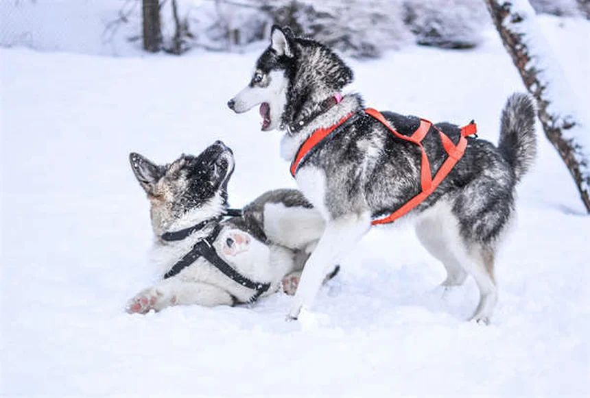 【獣医に聞いた】シメチジンを犬に使う時の安全性と注意点を解説