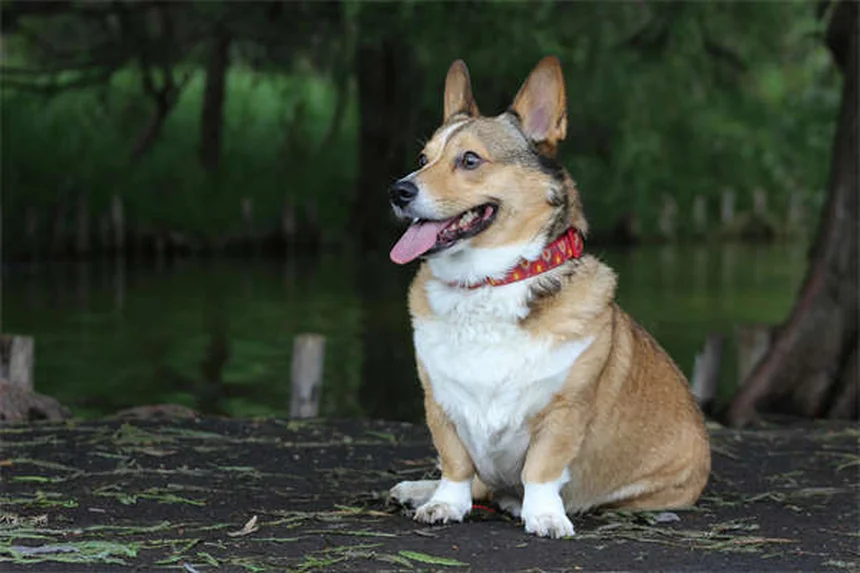 犬の草アレルギー対策｜症状から治療法まで完全ガイド