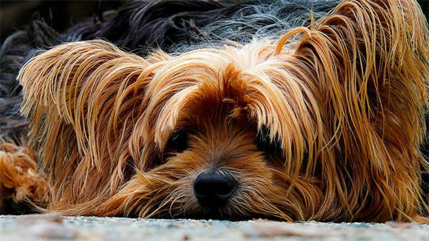 犬のかゆみを家庭で治す！獣医師が教える7つの方法