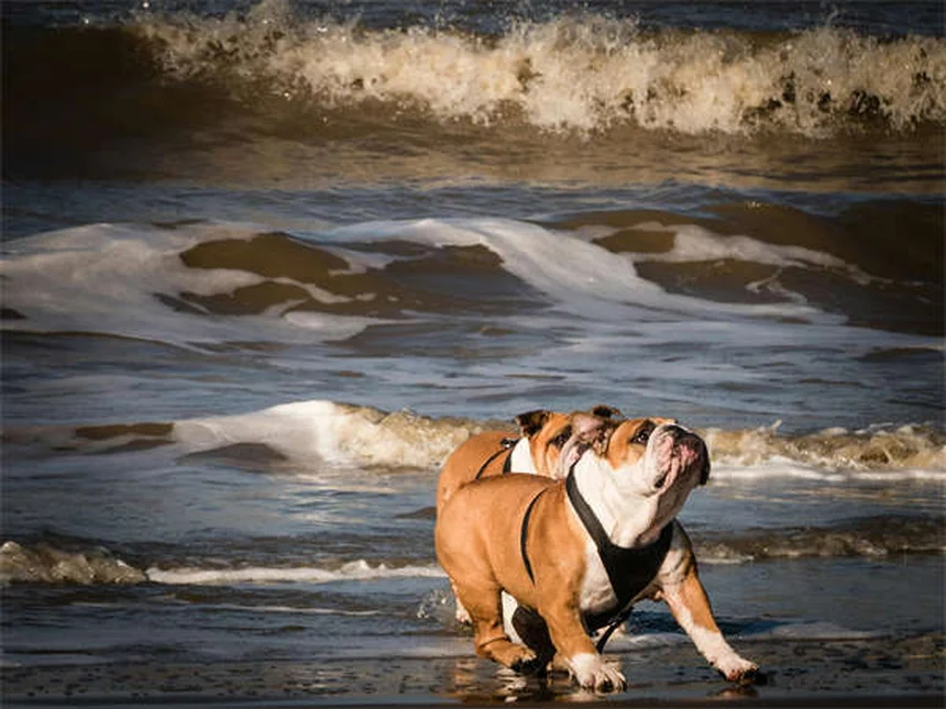 犬のかゆみを家庭で治す！獣医師が教える7つの方法
