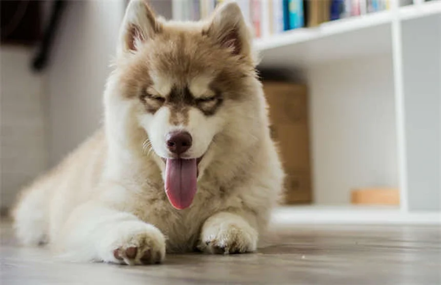 犬の食欲不振にミルタザピンを使う前に知っておきたい7つのポイント