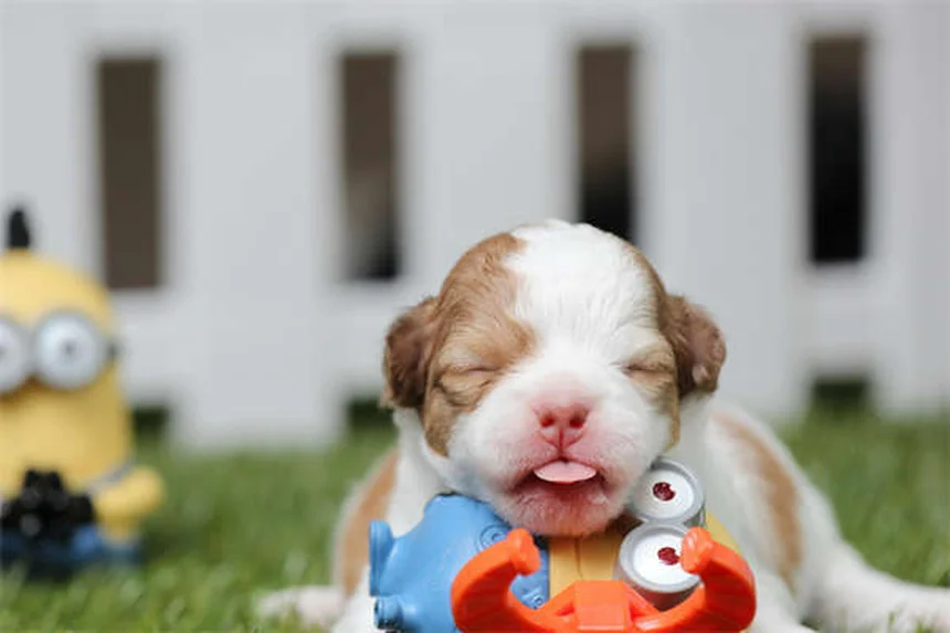 犬の食欲不振にミルタザピンを使う前に知っておきたい7つのポイント