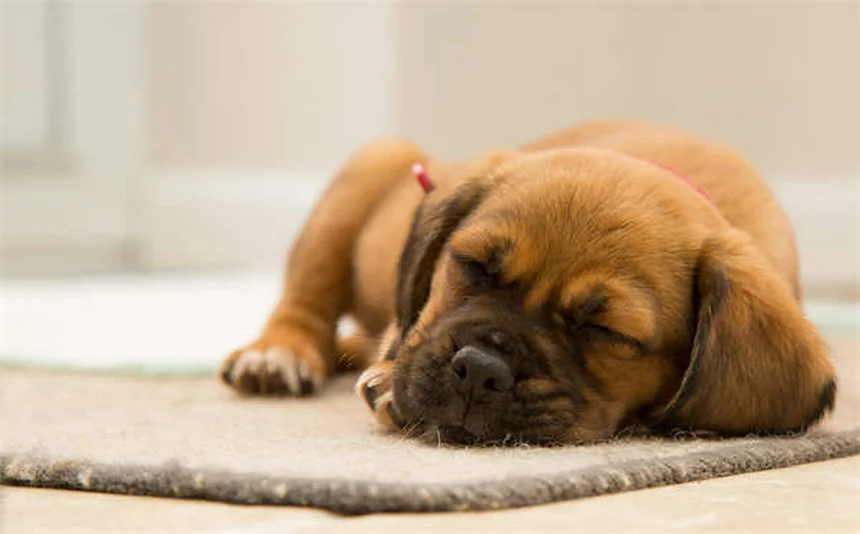 犬の食欲不振にミルタザピンを使う前に知っておきたい7つのポイント